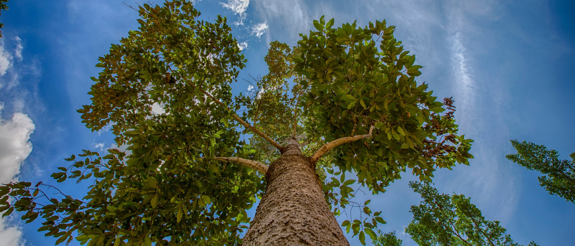 big tree